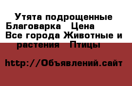 Утята подрощенные Благоварка › Цена ­ 100 - Все города Животные и растения » Птицы   